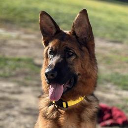 German Shepherds from Vom Kalte Stadt