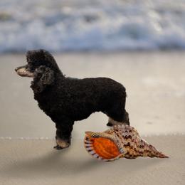 Bambi - Phantom male Poodle puppy in Mongomery, Texas from Celestial Jewels Poodles