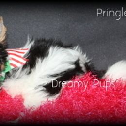 AKC Pringles - Black tan and white male Biewer Terrier puppy in Kennesaw, Georgia from Dreamy Pups