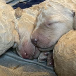 Charlie - Cream female Labradoodle puppy in Toledo, Washington from Bigfoot Doodles