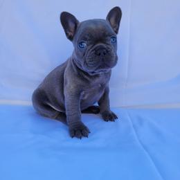 Teddy (Boy 1) - Blue male French Bulldog puppy in Neosho, Missouri from Norris Frenchies