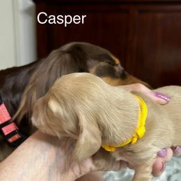 Casper - Cream male Dachshund puppy in Vancouver, Washington from GretaLo Dachshunds