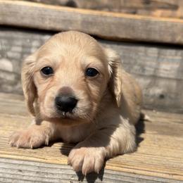 Benjamin (PET ONLY) - Cream male Dachshund puppy in Muldrow, Oklahoma from Sassy Sausage Dogs