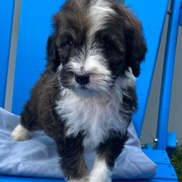Bernedoodles and Pomskies from T-Rose’s Bernedoodle & Pomsky Puppies