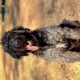Labradoodles and Poodles from CJ’s Canine Companions