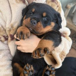 Storm - Black and mahogany male Rottweiler puppy in Grass Valley, California from Rottweiler vom Hause Wolf