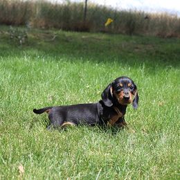 Boy 1 - Black and tan male Dachshund puppy in Craig, Colorado from Rocky Mountain Shih Tzus and Dry Creek Miniature Dachshunds
