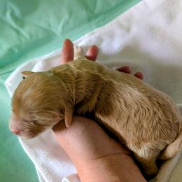 Girl 1 - Apricot female Cavapoo puppy in Sparta, Missouri from Sis' Doodles & Poodles