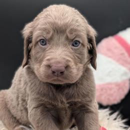 Donner - female Long Haired Weimaraner puppy in Evart, Michigan from Drehbar Weimaraners