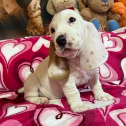 Olaf - Red and white male Basset Hound puppy in Pilot Mtn, North Carolina from Lowdown Love Basset Hounds