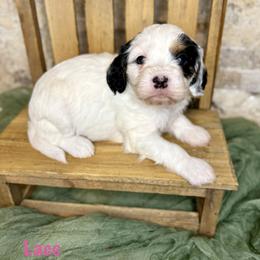 Lace - Tri-color female Cavapoo puppy in Midland, Michigan from Northern Charm Farm