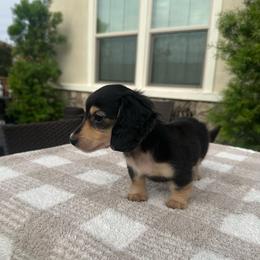 Mini Molly - Black and tan female Dachshund puppy in Menifee, California from Dachshunds in SoCal