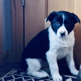 Trix x Latch - Girl 6 - Black and white - Black and white female Border Collie puppy in Minden, Iowa from Rocking N Registered Border Collies & Labradors