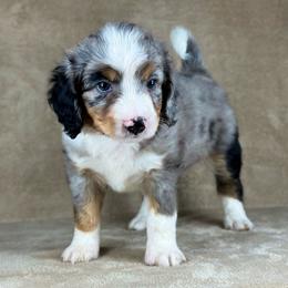 BMF3 - Blue merle female Aussiedoodle puppy in Prague, Oklahoma from Classic K9’s  Aussies & Doodles