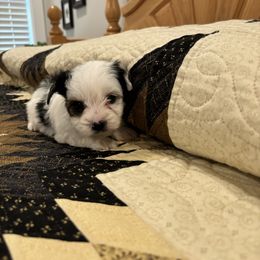 Oscar Boy C-1 - Biewer Terrier puppy from Golden Corner Puppies
