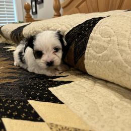 Oscar Boy C-1 - Biewer Terrier puppy from Golden Corner Puppies