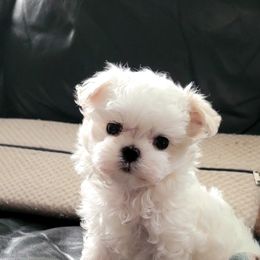 Maltese Puppies from Hummingbird Fields