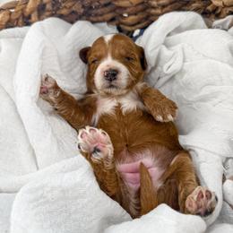 It's The Little Things- Warm Cookies - Red  female Goldendoodle puppy in Russell Springs, Kentucky from Milk & Honey Doodles
