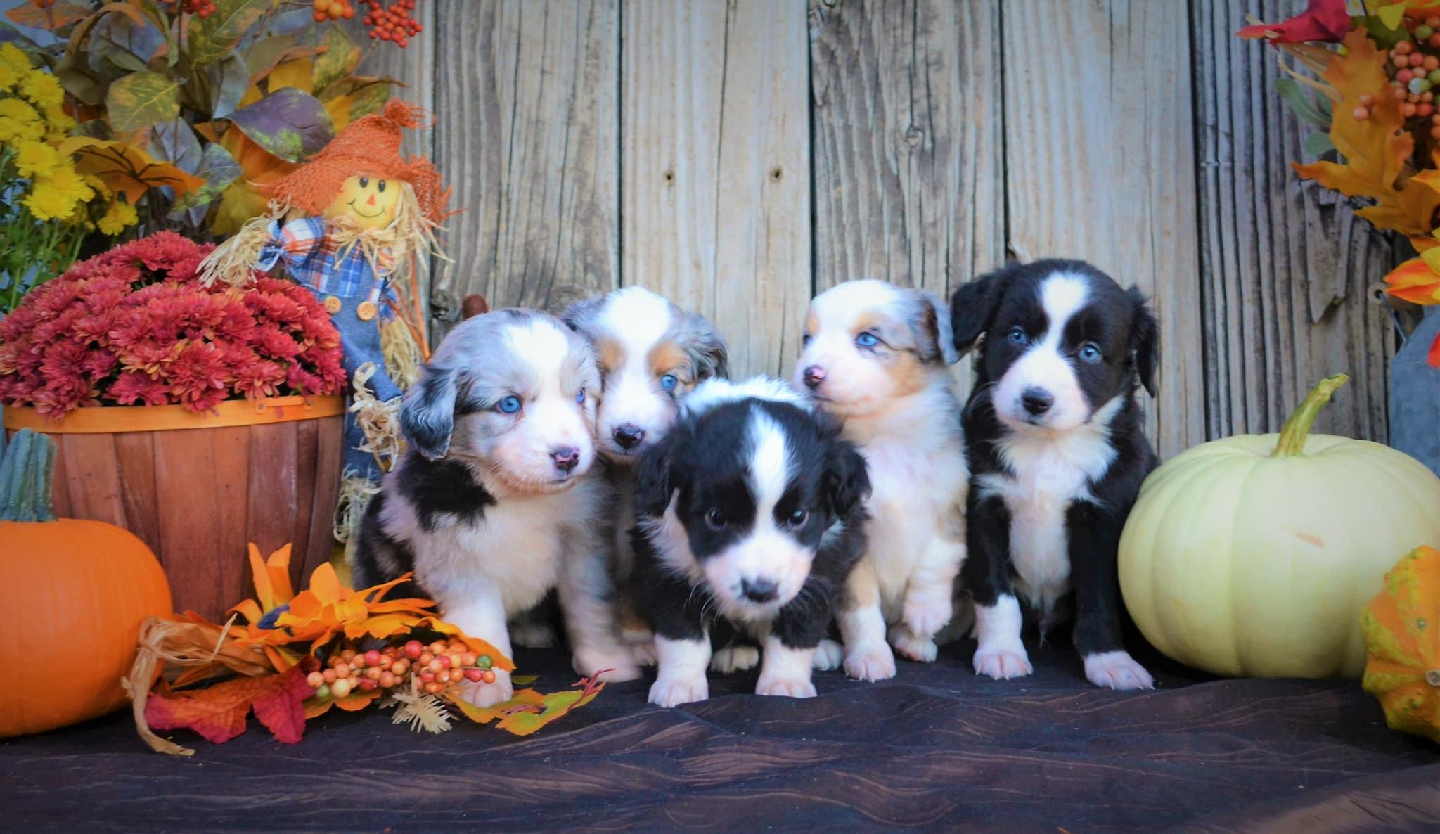CTM Toy & Mini Aussies in Oklahoma Miniature Australian Shepherd and