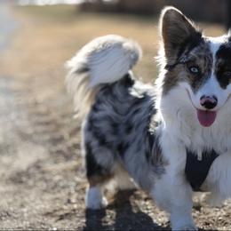 American Corgi, Dachshund, and Pembroke Welsh Corgi Puppies from Seven B Corgis & Doxies