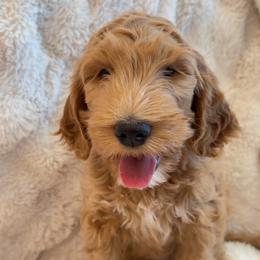 Theo - Apricot male Goldendoodle puppy in San Tan Valley, Arizona from Golden Haven