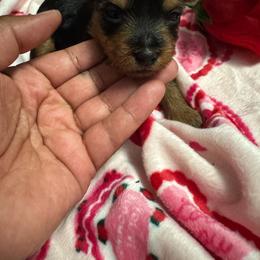 Girl 4 - Black and tan female Yorkshire Terrier puppy in Fort Worth, Texas from Mina’s Minnies