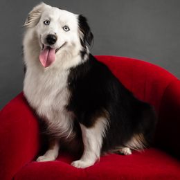 Aussiedoodles, Miniature American Shepherds, and Miniature Australian Shepherds from Biggie Ranch