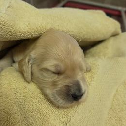 Cruz - Cream male Goldendoodle puppy in Vinton, Iowa from Doodles to Love