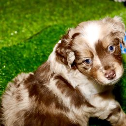 Golden Retriever and Miniature Australian Shepherd Puppies from Raised Right Pups