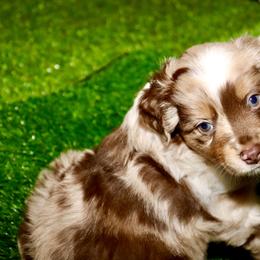Golden Retriever and Miniature Australian Shepherd Puppies from Raised Right Pups
