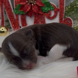 Tulsi - AKC - Chocolate female Havanese puppy in Verden, Oklahoma from Holcombs Puppy Ranch