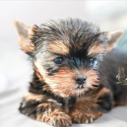 Yorkshire Terrier Puppies from Essence of Grace Yorkies