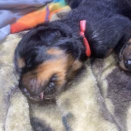 Red collar - Black and mahogany male Rottweiler puppy in Linthicum, Maryland from Of The Saints Rottweilers