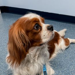 Cavalier King Charles Spaniels and Cavapoos from Kingston’s Cavaliers