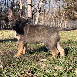 German Shepherd Puppies from Grassroots German Shepherds