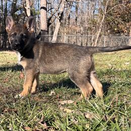 German Shepherd Puppies from Grassroots German Shepherds