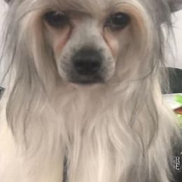 Chinese Cresteds from Aradia