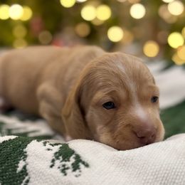Cinnamon - Red male Dachshund puppy in Wills Point, Texas from Holiday’s Darling Miniature Dachshunds