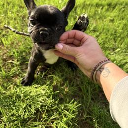 French Bulldog Puppies from Black Water Frenchies