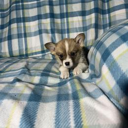 Baba - Red male Pembroke Welsh Corgi puppy in Maupin, Oregon from Bailey Nannini