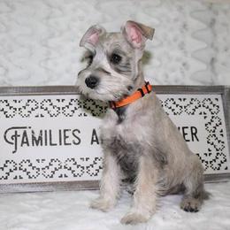 Miniature Schnauzer Puppies from Schnauzers on Robinson Lane