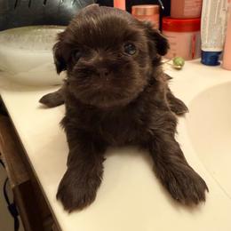 Athena - Lilac female Shih Tzu puppy in Ocean Springs, Mississippi from Wood Foo Breeders