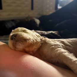 Purple Girl - Cream female Poodle puppy in Vancleave, Mississippi from Royal Dixie Standard Poodles