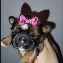 Daisy - Chocolate and tan female Shih Tzu puppy in Arcadia, Florida from Kitsune Cuddles and kisses