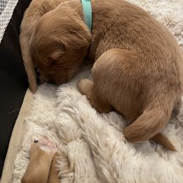 Golden Retriever Puppies from Tradershire Goldens