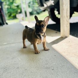 French Bulldog Puppies from Elkins Kennel