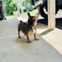 French Bulldog Puppies from Elkins Kennel