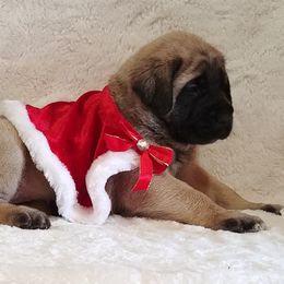 Mastiff and Neapolitan Mastiff Puppies from Sims English Mastiffs