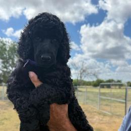 Girl 1 - Black female Poodle puppy in Lakehills, Texas from Simply Southern Retrievers, LLC