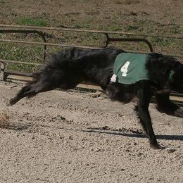 Borzoi and Silken Windhound All Grown Up from Perla Silken Windhounds & Borzoi